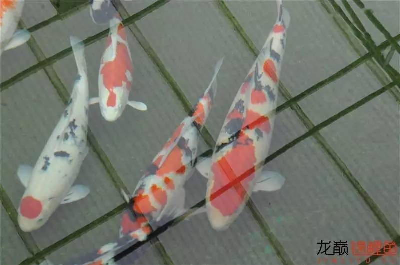 锦鲤可以跟水藻一起养吗,锦鲤池水浑浊养什么