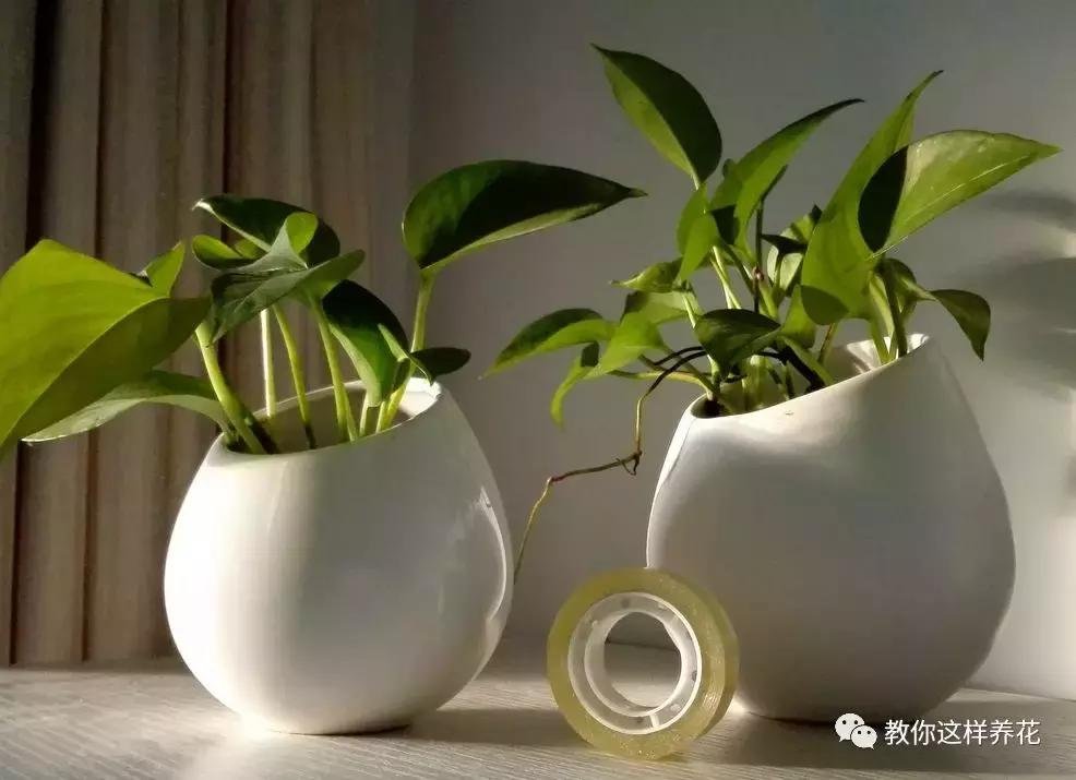 绿萝能用绳子捆上吗,绿萝扎根绳子的方法