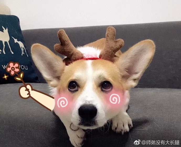 q版婚礼logo头像设计,插画头像手绘婚礼