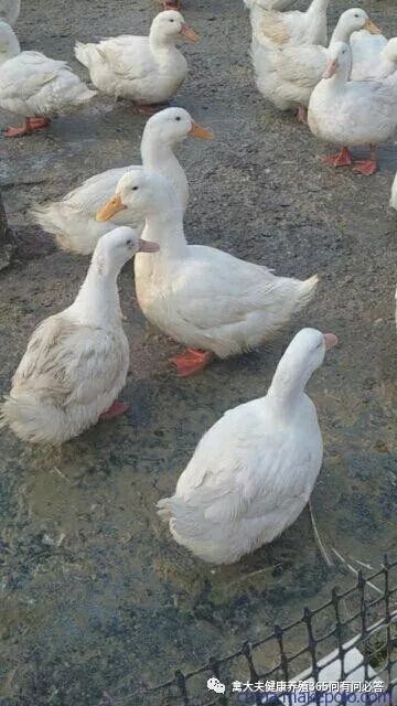 冬季蛋禽怎样预防缺氧？