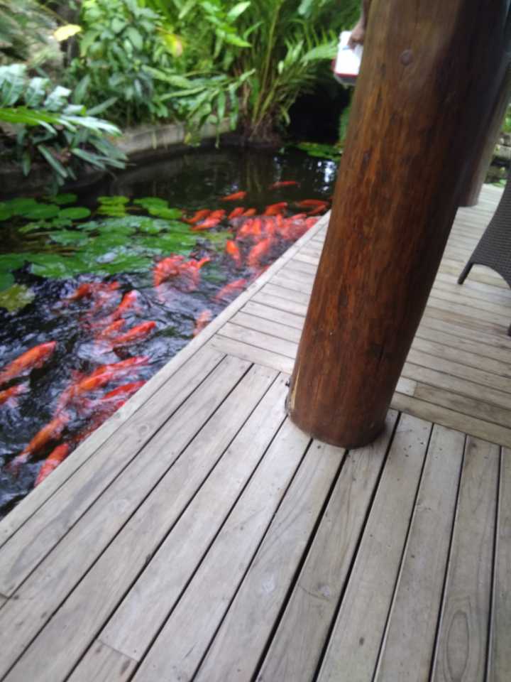 汤加和斐济哪个国家大,斐济国家主产什么