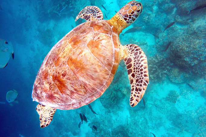 必须要去三亚的理由,去沙巴的十个理由