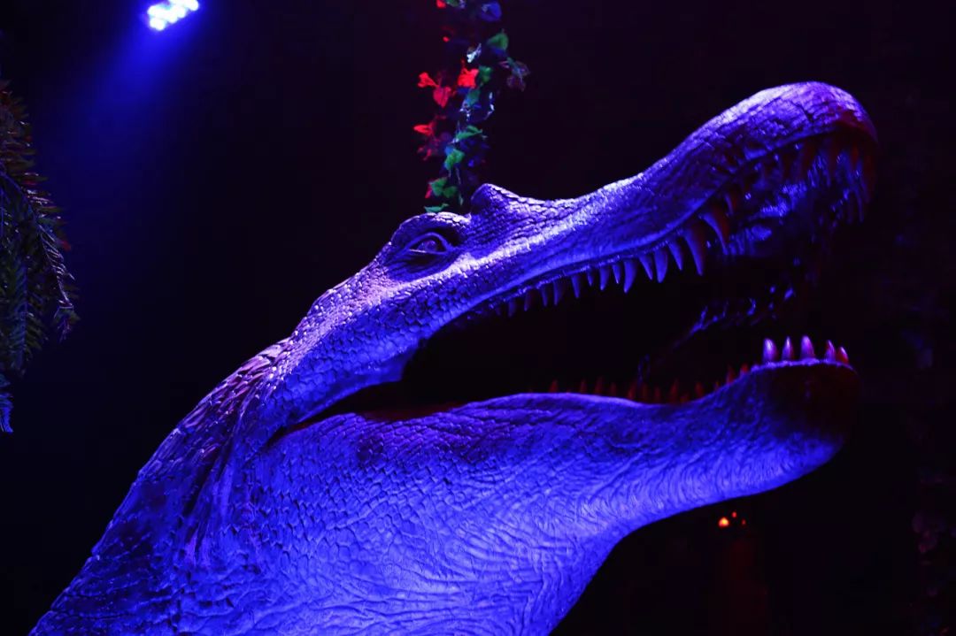 广州长隆野生动物园亲子跟拍,爸爸去哪儿广州长隆野生动物园