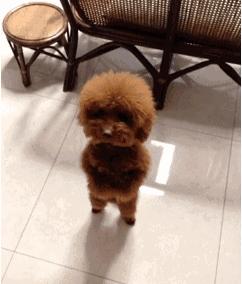 大牌生肖限定,lv新年限定包包