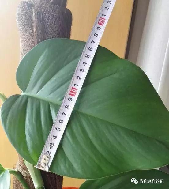 绿萝扎根绳子的方法,绿萝绑棕柱上叶子能长大吗