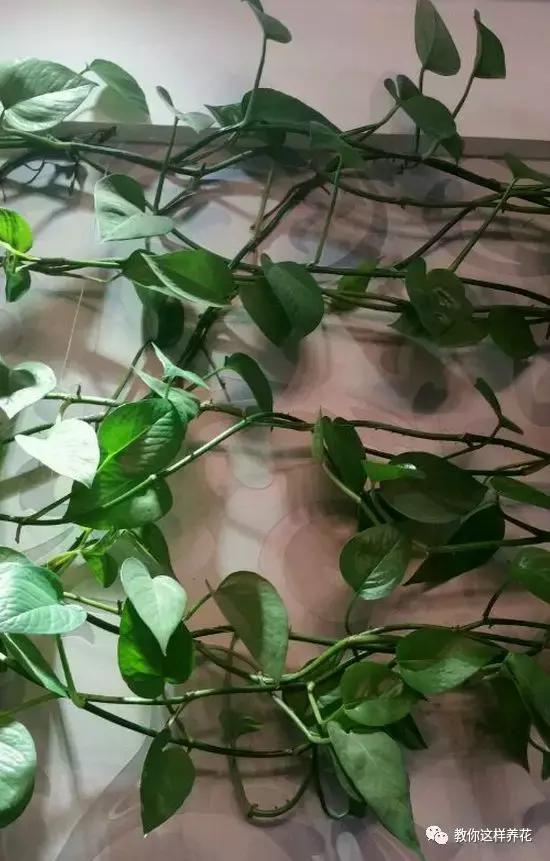 绿萝扎根绳子的方法,绿萝绑棕柱上叶子能长大吗