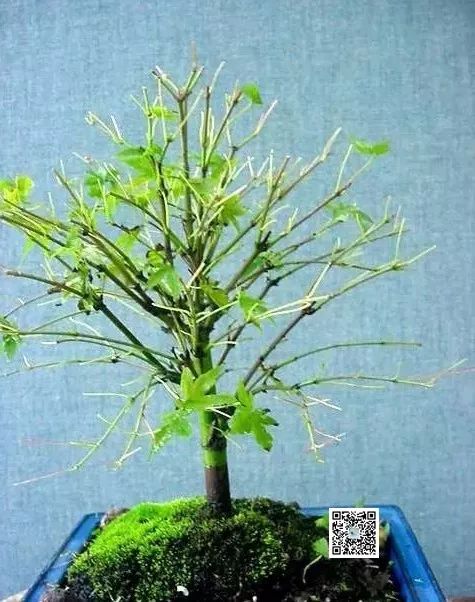 大师是怎么炼成的免费,真正的大师是怎么练成的