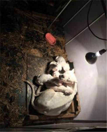 有灵性的狗狗看得人好心酸,狗场的狗狗的悲惨生活