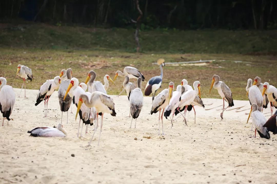 广州长隆野生动物园亲子跟拍,爸爸去哪儿广州长隆野生动物园