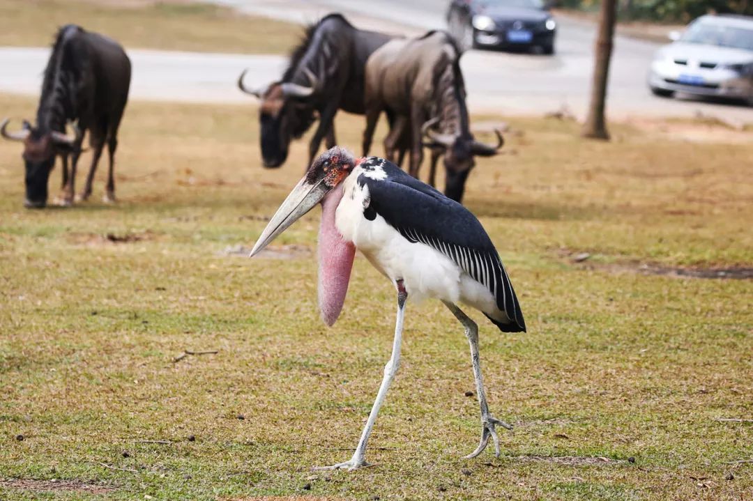 广州长隆野生动物园亲子跟拍,爸爸去哪儿广州长隆野生动物园