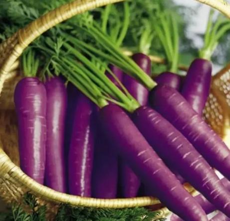 冬吃萝卜夏吃姜如今吃萝卜正当季,冬吃萝卜夏吃姜这样吃萝卜很健康