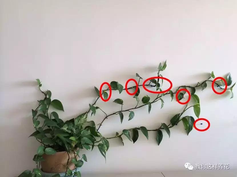 绿萝能用绳子捆上吗,绿萝扎根绳子的方法