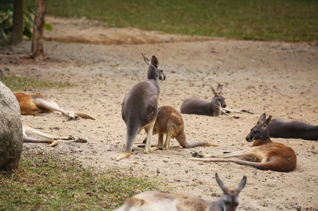 广州长隆野生动物园亲子跟拍,爸爸去哪儿广州长隆野生动物园