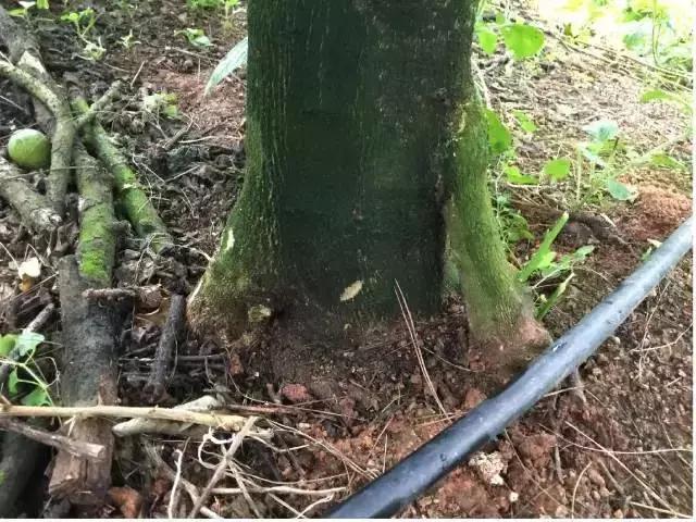 柑橘常见病害及防治方法,铜氨合剂能防治柑橘病害么