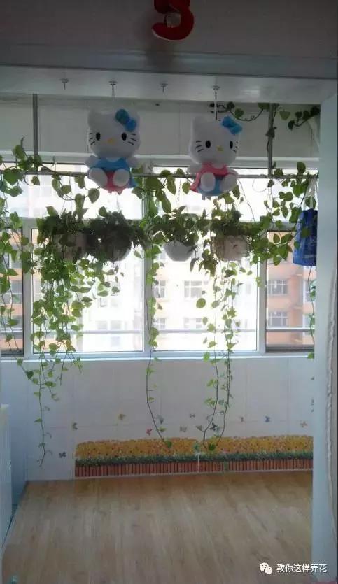 绿萝扎根绳子的方法,绿萝绑棕柱上叶子能长大吗