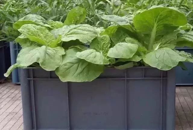 阳台种菜的方法和技巧大全集,阳台种菜的方法和步骤图