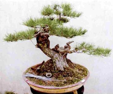 黑松盆景的栽培与养护,极品黑松盆景图片大全