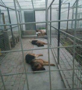 狗狗寄养容易感染吗,从来没有寄养过的狗狗去寄养好吗