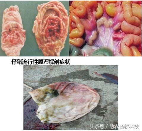 外购仔猪流行性腹泻发生的原因,仔猪喂流行性腹泻疫苗有效果吗