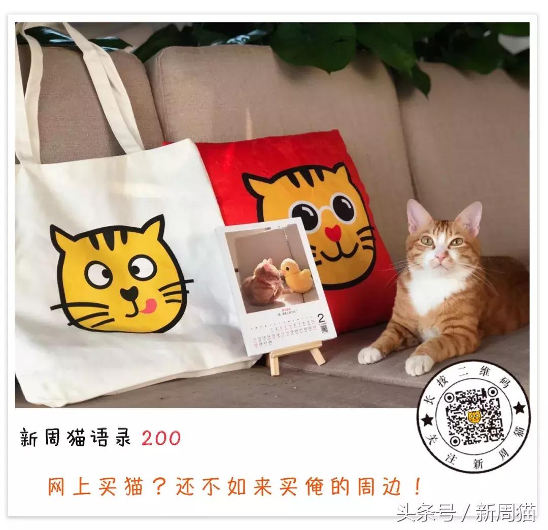 网上买的猫靠不靠谱,买猫最好到宠物店买还是到网上买