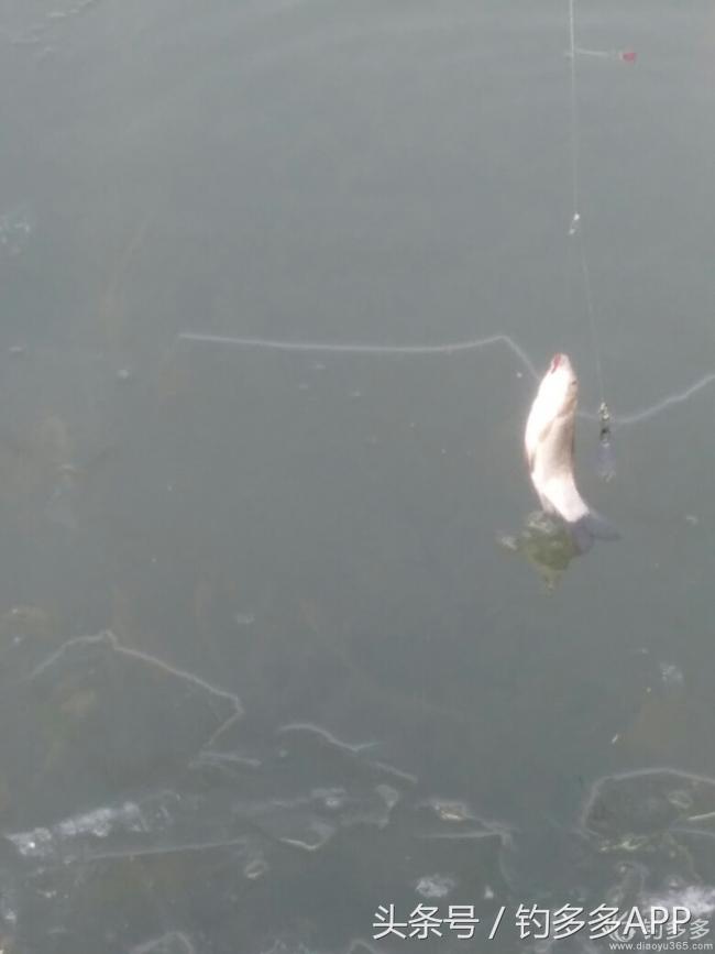 钓鱼新手如何做到钓鱼大师,一个合格钓鱼人应该具备的知识