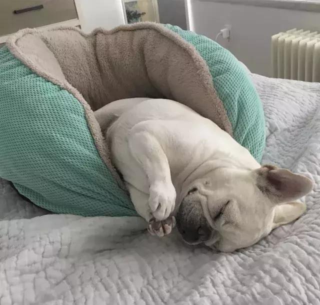 牛牛的睡姿,牛牛侧身睡觉好不好