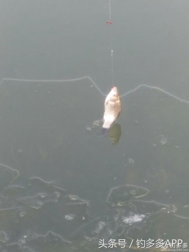 钓鱼新手如何做到钓鱼大师,一个合格钓鱼人应该具备的知识