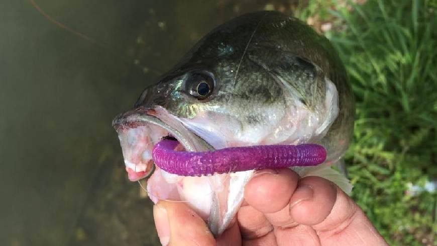 玩路亚钓鱼钓翘嘴,关于路亚wacker的钓法