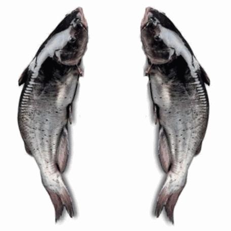 弘阳广场济南老板恋上鱼,济南老板恋上鱼价格