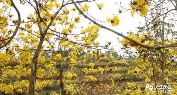 高州各镇历史来历,高州市有多少个镇街