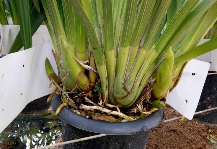 红双喜大花蕙兰年宵花开花浓香 (年宵花大花蕙兰室内盆栽花卉)