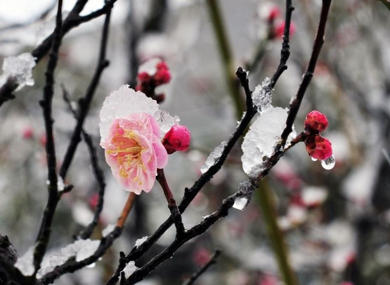 诗词喝火令词牌,诗词喝火令