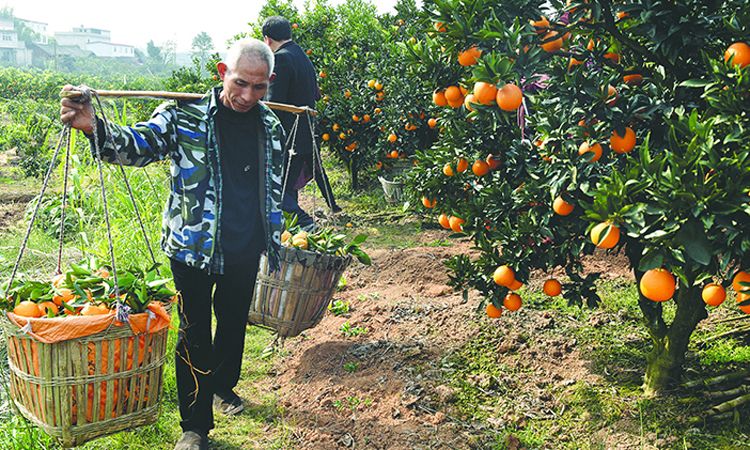 闲鱼年货节来啦!助农扶农,一起过个好年!