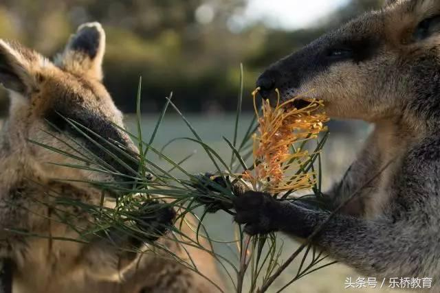去澳大利亚必买清单,去澳洲购物攻略