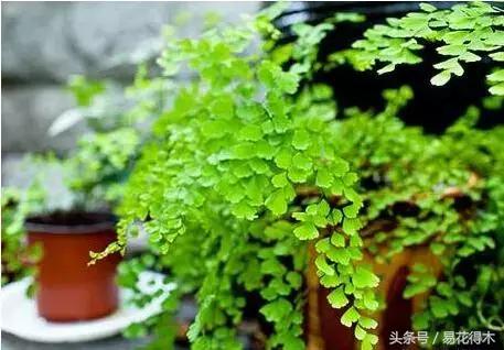 细叶铁线蕨介绍,少女发丝