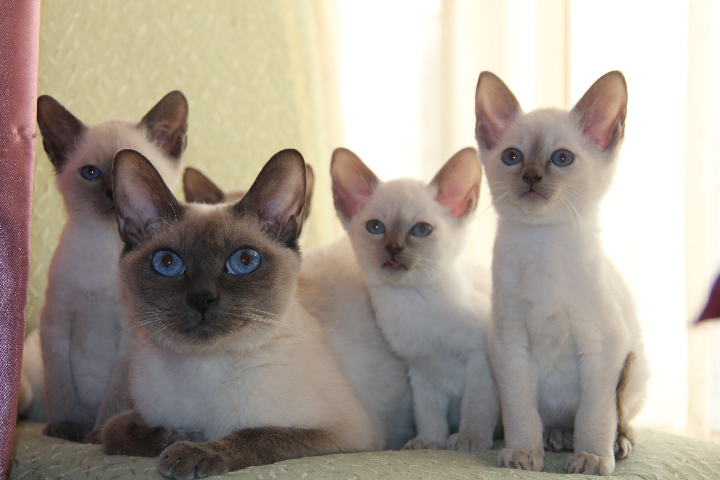 Cats愛初心Bengal家，独一无二卷毛暹罗猫