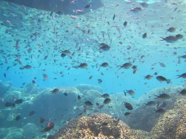 美娜多潜入深圳的海洋,新晋网红岛视频