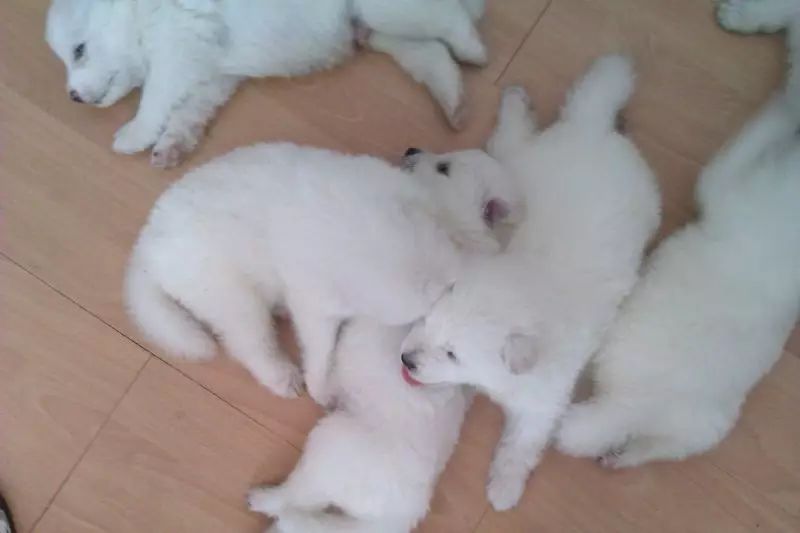 养犬指南怀孕狗狗的照顾方法,孕犬喂养的注意事项