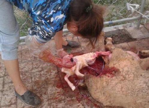 母羊产后如何给难产母羊清洗子宫,母羊难产助产然后母羊不吃不喝