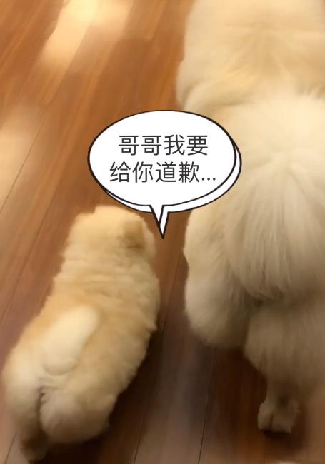 被大狗咬的小松狮,小松狮被一群狗撕咬