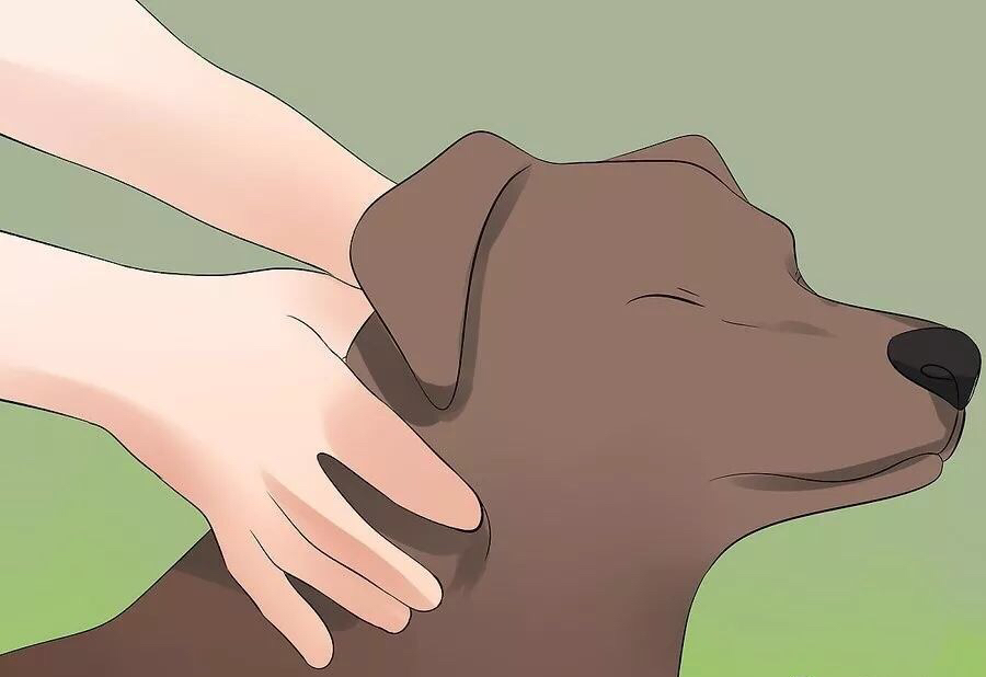 如何帮狗狗腿部按摩,给狗狗按摩的方法