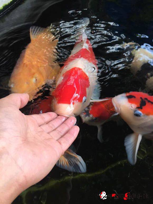 怎么才能和鱼的关系变好,怎么培养鱼