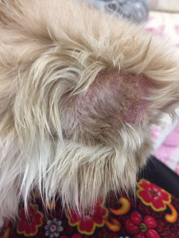 猫癣接触过的地方会传染吗,猫藓很容易传染给主人吗