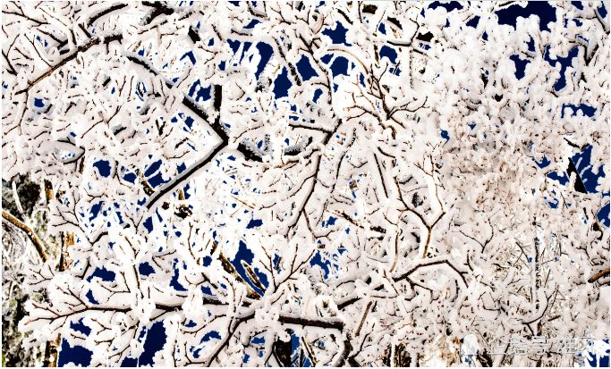 寒气席卷、叶汽成霜……陕西6处大美雾凇奇景上线！