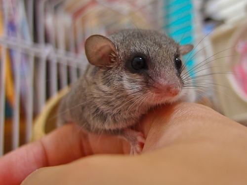 你适合养什么宠物图片大全,你适合养什么小宠物程序