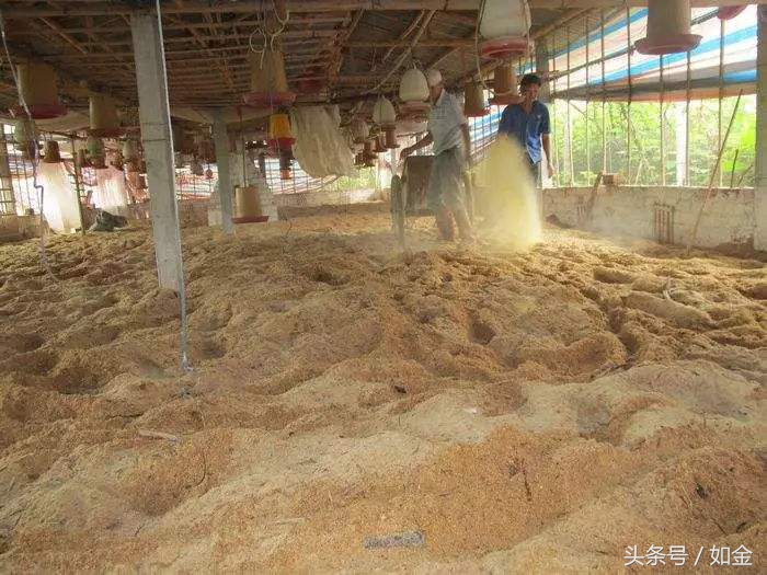 发酵床的正确方法,发酵床后期怎么维护