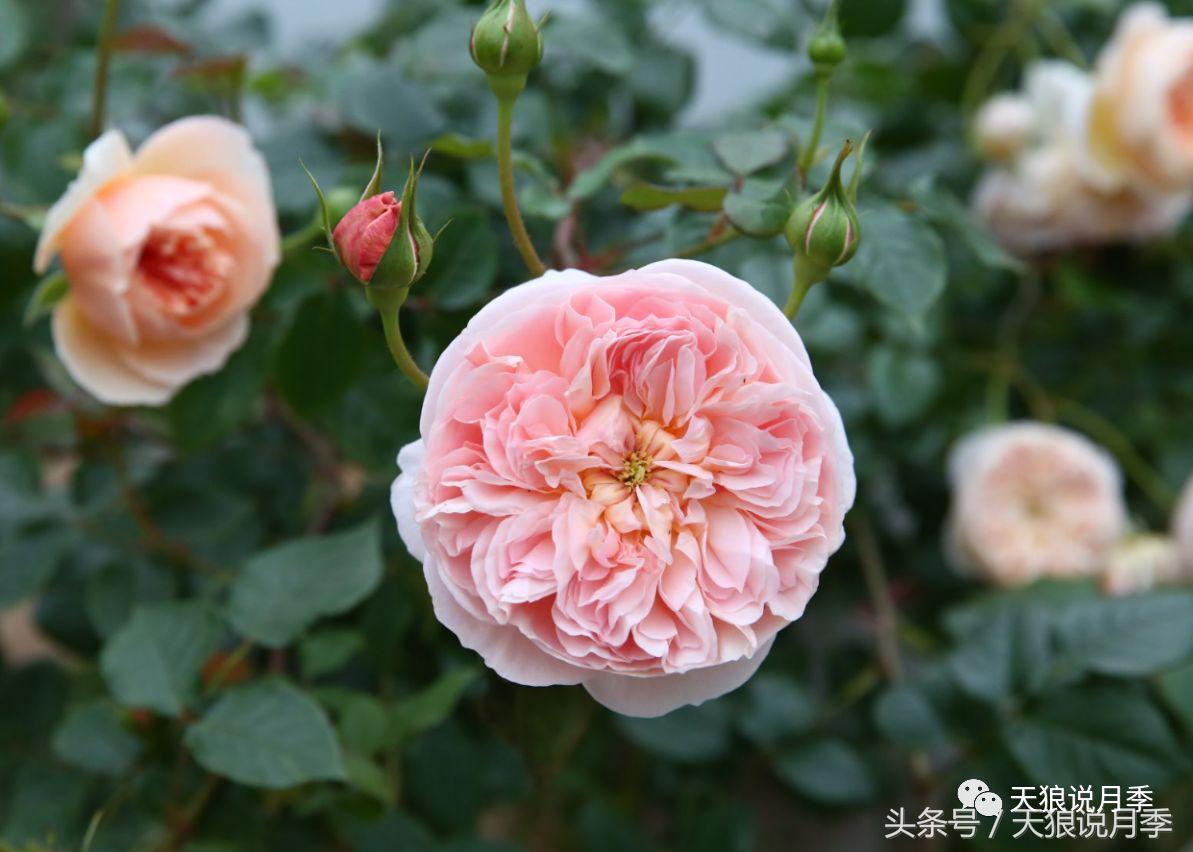 月季的各个品种都是怎样命名的,月季千千万万