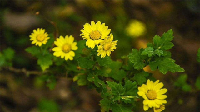野菊花栓治前列腺炎怎么用,野菊花栓对前列腺炎管用吗