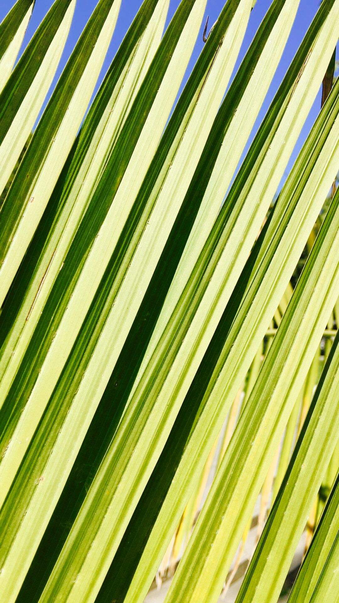 选一款吧！从此攀大就掌握在你手里了！