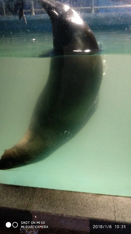 自驾安徽行13天——第一篇开封东京极地海洋馆